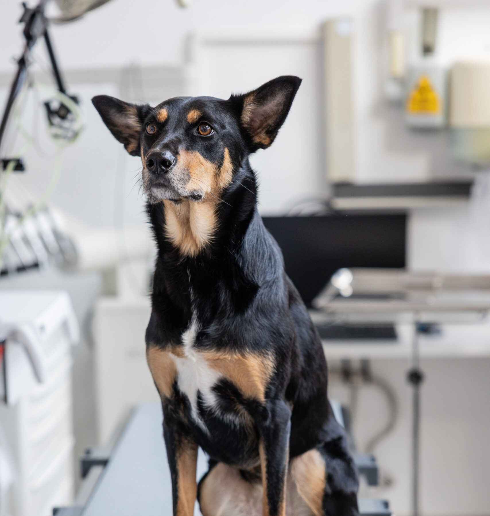 Dierenkliniek Pijnappel - Dierenfotograaf Knap Dier-03