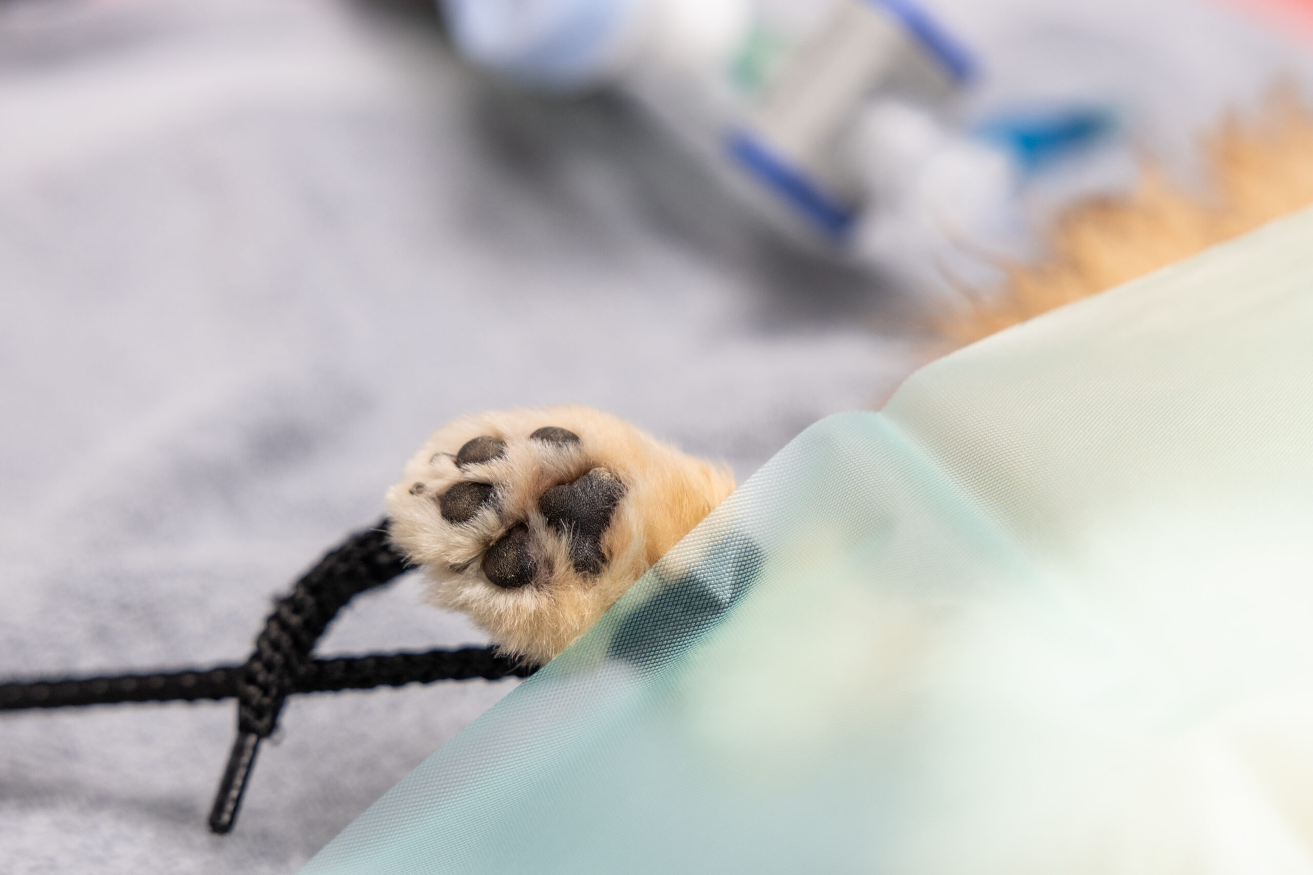 Dierenkliniek Ijmondnoord_operatie_hond_operatiekamer