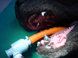 wortelkanaalbehandeling hond