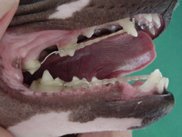 lance teeth zijaanzicht dierenkliniek nijmegen