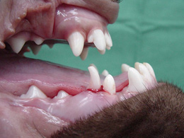 persisterende_melkhoektanden_hond_dierenkliniek pijnappel